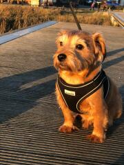 A Bearded Collie? No more terriers? :(