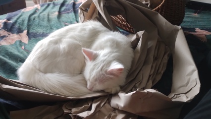 Stage IV cancer? Incurable? Roll up, roll up, this thread is for you!