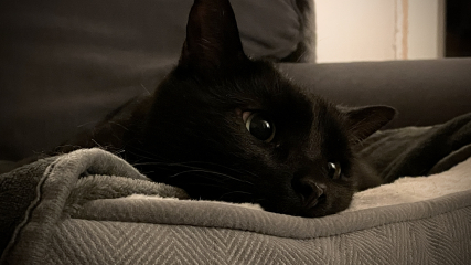 The Very Eventful Lives of the Excellent Cats