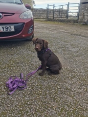 Puppy Survival Thread - for old and new pups heading into winter