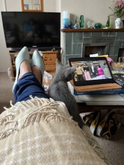 The Very Eventful Lives of the Excellent Cats