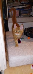 Yet another new kitten