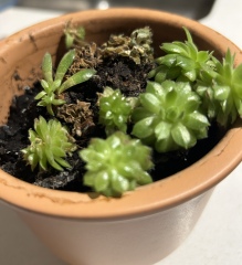 Can anyone identify this potplant please?