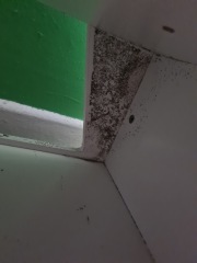 Mould should housing pay for beds