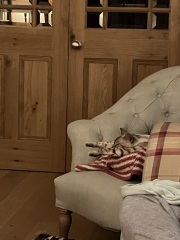 Please can I see pics of your cats?