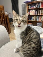 Please can I see pics of your cats?