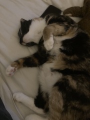 Poll - Your favourite bit of your cat(s)!