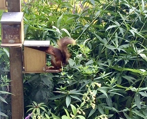 Have you ever seen a red squirrel?