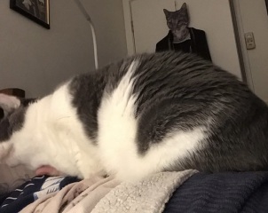 Let's see your best "Loaf of Doom" pics!
