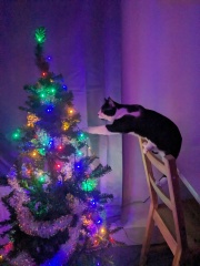 The ultimate SHOW US YOUR TREE megathread!