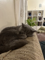 New cat - awful breath!