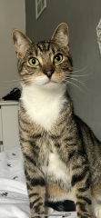 Poll - Your favourite bit of your cat(s)!