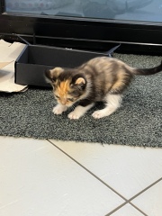 Are my kittens too small?