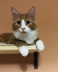 Post your cute kitties 😸