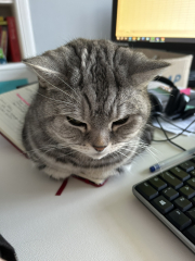 Please can I see pics of your cats?