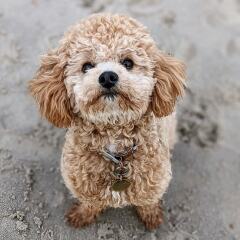 To ask you to come and celebrate your dog with me