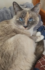 New kittens, pictures!