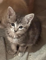 Post your cute kitties 😸