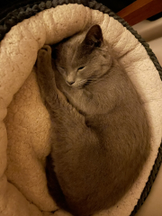 The Very Eventful Lives of the Excellent Cats