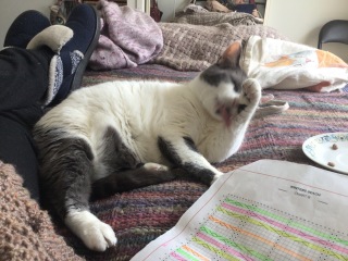The Very Eventful Lives of the Excellent Cats