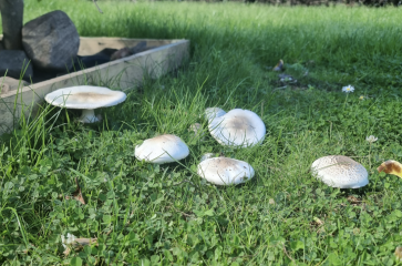Mushrooms