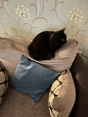 The Very Eventful Lives of the Excellent Cats