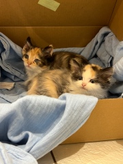 Are my kittens too small?