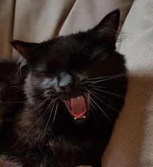 Post your cute kitties 😸