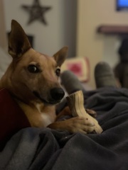 To ask you to come and celebrate your dog with me