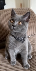 Post your cute kitties 😸