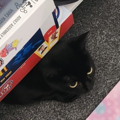 Post your cute kitties 😸