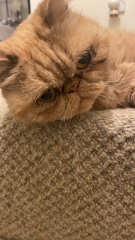 Poll - Your favourite bit of your cat(s)!