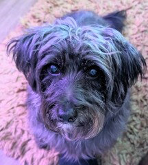 Does anyone else have a mongrel?