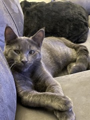 Post your cute kitties 😸