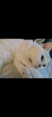Post your cute kitties 😸