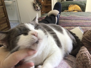 The Very Eventful Lives of the Excellent Cats