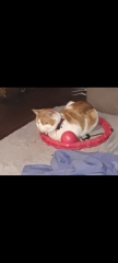 Let's see your best "Loaf of Doom" pics!