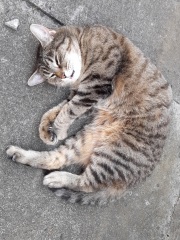 Post your cute kitties 😸