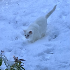 Please can I see pics of your cats?