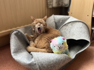 The Very Eventful Lives of the Excellent Cats