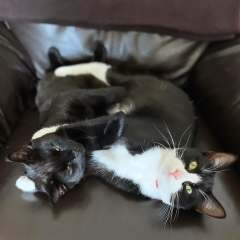 Post your cute kitties 😸