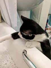 Bizarre yet impressive things your cat has done