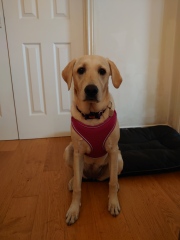 Teen dog thread