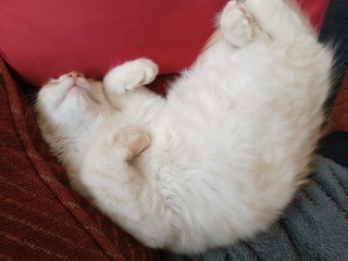 Does anyone prefer adult cats over kittens?