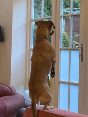 To ask you to come and celebrate your dog with me