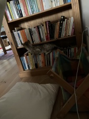 The Very Eventful Lives of the Excellent Cats