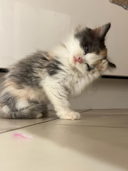 Are my kittens too small?