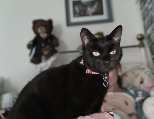 The Very Eventful Lives of the Excellent Cats