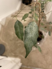 Can anyone diagnose this sick weeping fig?