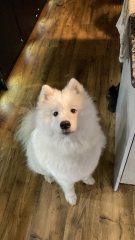 To ask you to come and celebrate your dog with me